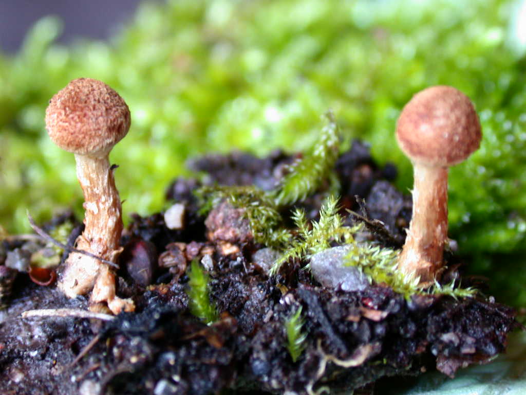 Sotto Alnus glutinosa...(cfr. Inocybe squarrosa)